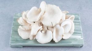 Fresh White Oyster Mushroom