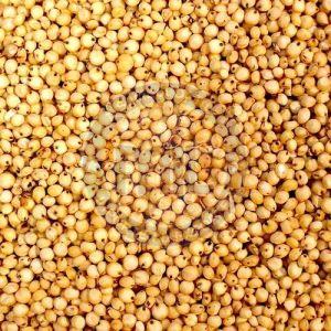 Barnyard Millet Seeds