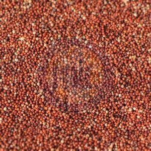 Finger Millet Seeds