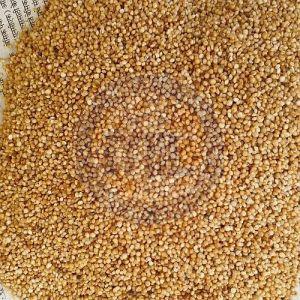 Kodo Millet Seeds