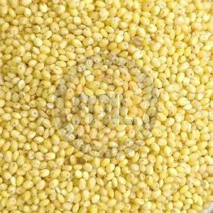 Proso Millet Seeds