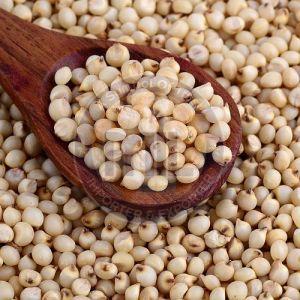 Sorghum Millet Seeds