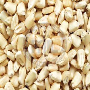 White Corn Seeds