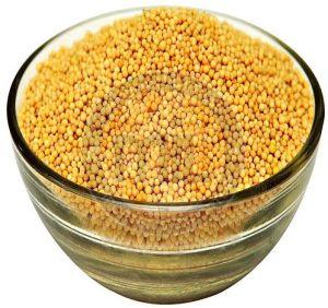 Yellow Mustard Seeds