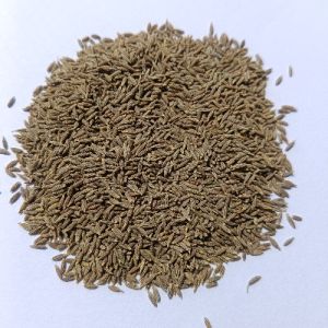 European Quality Cumin Seeds