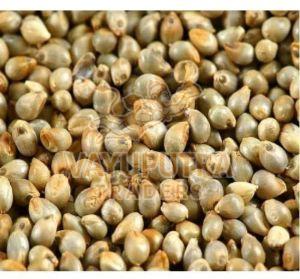 Indian Pearl Millet