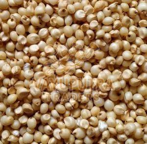 Sorghum Grain