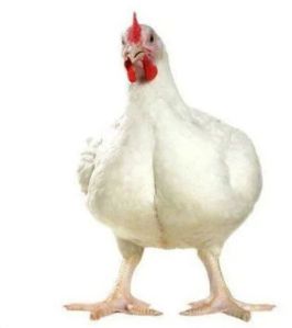 Ven Cob Live Broiler Chicken