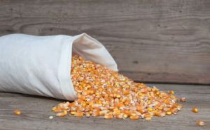 Maize Cattle Feed