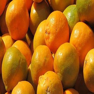 A Grade Fresh Orange