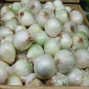 A Grade Fresh White Onion