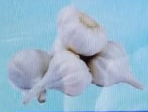 Organic Peeled Garlic