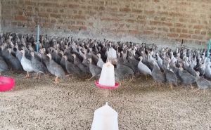 1 Month Guinea Fowls Chicks