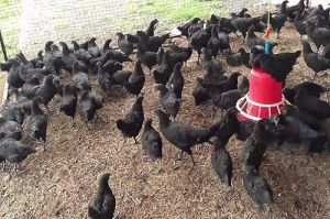 Black 1 Month Kadaknath Chicks