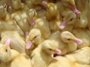 Yellow Pekin Duck Chicks Farming