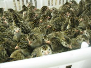 Day Old Guinea Fowl Chicks