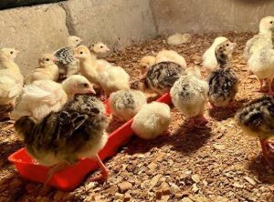 Mixed Turkey Day Old Chicks