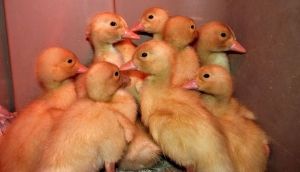 White Pekin Duck Day Old Chicks