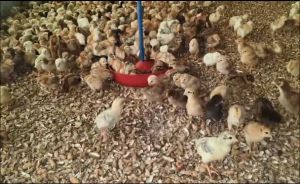 Multicolor Pure Sonali Chicks