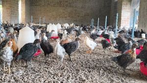 Multicolor Pure Sonali Chicks