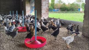 1 Month Old Country Chicks