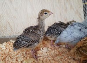 1 Month Old Turkey Breed