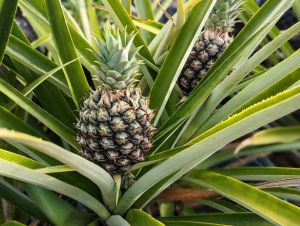 Pineapple