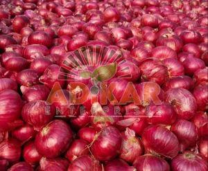 Fresh Red Onion