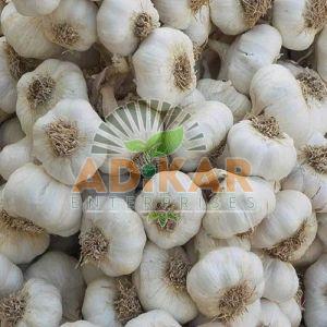 Fresh White Garlic