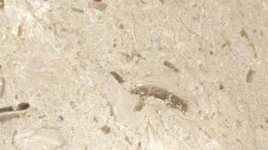Imported Perlato Sicilia Granite Slab