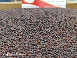 Black Mustard Seeds