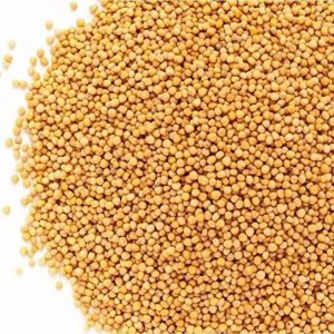 Yellow Mustard Seeds