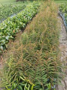 Amla Plant