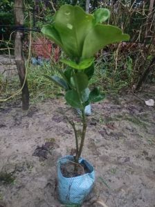 Batabi Lemon Plant