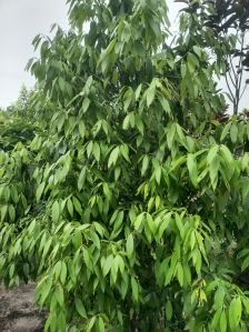 Bay Leaf Plant
