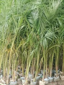 Bottle Palm Plant