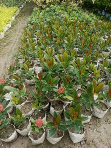 First Love Flower Plants