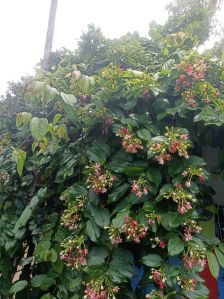 Madhu Malti Plant