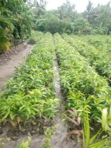 Mango Fruit Plant