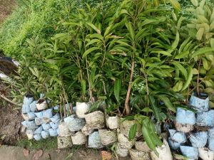 Mango Fruit Plant