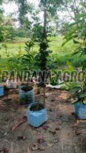 Batabi Lemon Plant