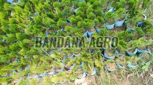 Green Thuja Plant