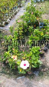 White Hibiscus Flower Plant
