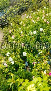 White Hibiscus Flower Plant