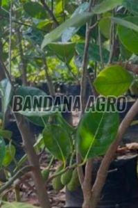 Hybrid Jack Fruit Plant