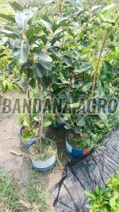 Hybrid Jamun Plant