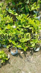 Jasmine Flower Plant