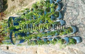 Kodbel Apple Plant