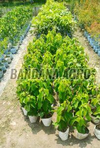 Malti Flower Plant