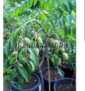 Sweet Lime Plant